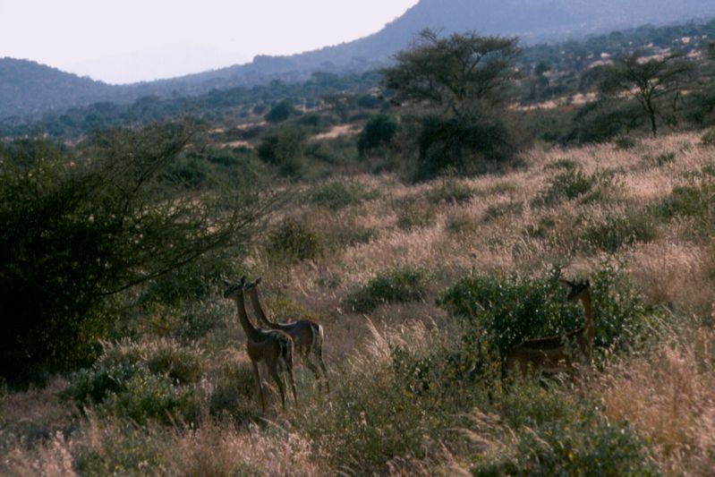 1-12 gerenoek - Samburu national reserve